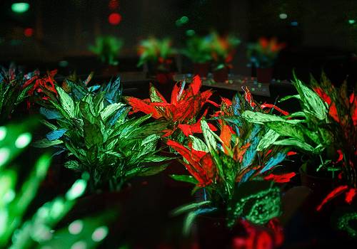 MUSE Design Awards - Illumination from Glowing  Plants
