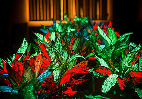 MUSE Design Awards - Glowing Plants