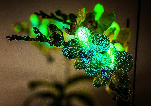 MUSE Design Awards Winner - Starry Night Orchids by National Cheng Kung University