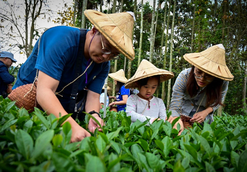 MUSE Design Awards Winner - Experiential Tea Appreciation in the Mountains by YEN'S TEA GARDEN