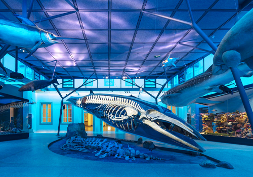 MUSE Design Awards - Museum of Natural History (Naturkunde Museum)