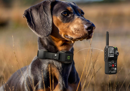 MUSE Design Awards - Wireless Dog Fence