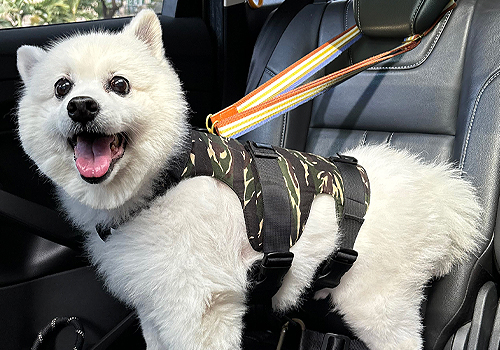 MUSE Design Awards Winner - Guardion Dog Vest by Fu-Hsin Trade & Arts School