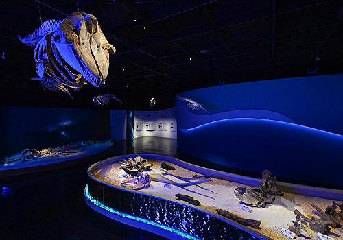 MUSE Design Awards Winner - “Giant Unearthed - a Taiwan Whale's Tale” exhibition