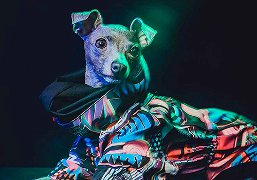 MUSE Design Awards Winner - PEBOT Pet Wear Design