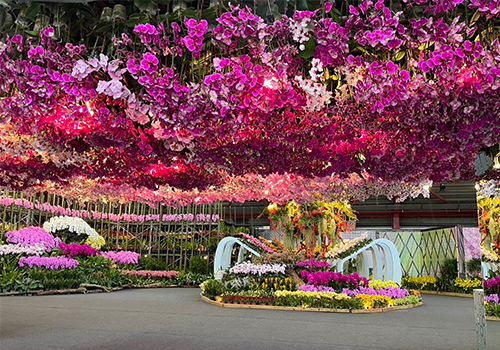 MUSE Design Awards - 2025 Flowers in Changhua - The Flower Exhibition
